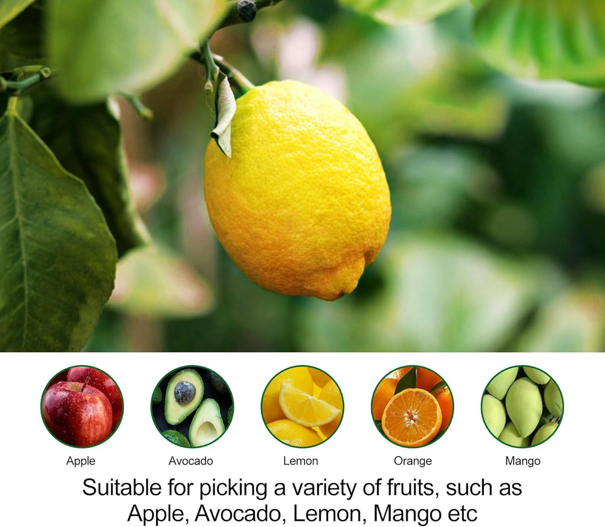 Fruit Picker Pole with Basket